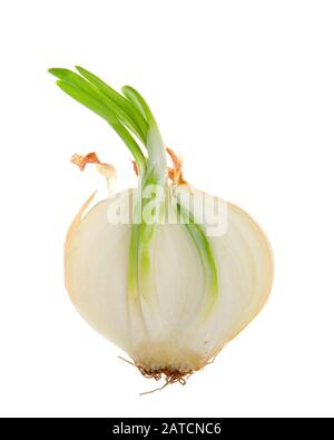 Gros plan de la section transversale d'un oignon blanc moyen allé à la graine, de faire des feuilles vertes d'ensemencement. Isolé sur fond blanc Banque D'Images