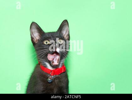 Gros plan portrait d'un adorable chaton noir aux yeux verts portant un collier rouge avec une cloche regardant les spectateurs droit, la bouche ouverte langue s'écartant. Banque D'Images