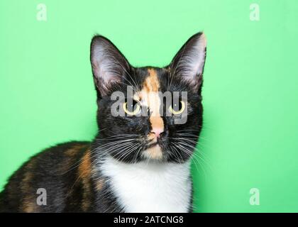 Portrait d'un adorable chaton calico tricolore à la droite pour les téléspectateurs. Fond vert avec copie espace. Banque D'Images