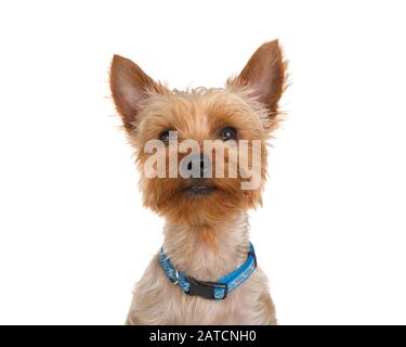 Portrait d'un adorable Yorkshire Terrier portant un col bleu générique regardant directement le spectateur. Isolé sur fond blanc. Banque D'Images