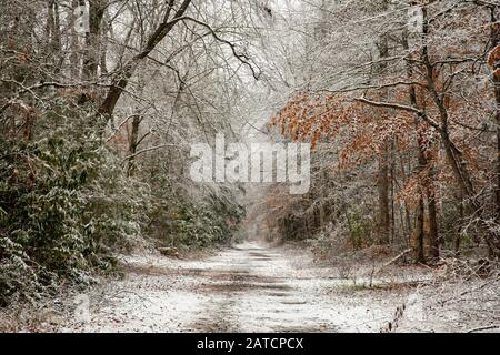 Sentier enneigé dans la forêt nationale de Pisgah, près de Brevard, Caroline du Nord, États-Unis Banque D'Images