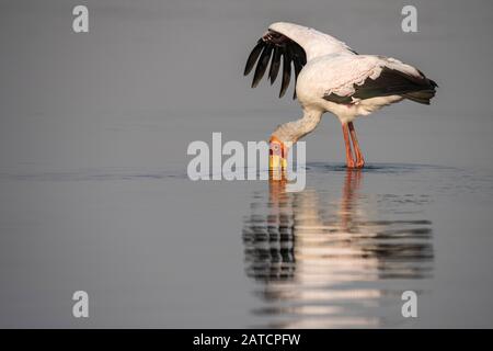 Pêche aux cigognes à facturation jaune Banque D'Images
