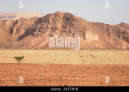 Un acacia isolé au fond de la vallée dans le parc Timna, dans le désert du Negev Banque D'Images