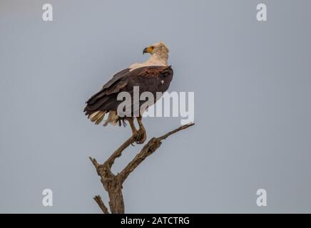 L'aigle-poisson africain emblématique a isolé un sommet d'un arbre qui regarde l'image du paysage africain avec un espace de copie en format horizontal Banque D'Images