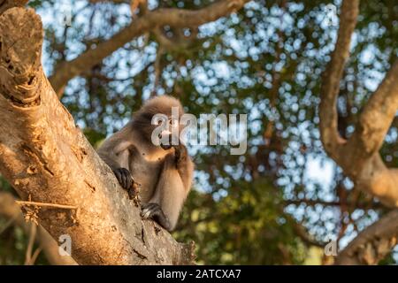 Singe de feuilles dusky assis sur une branche Banque D'Images