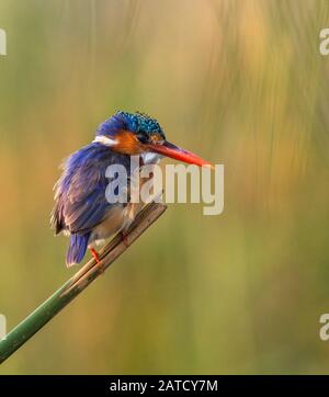 Malachite Kingfisher, perché Alcedo cristata Banque D'Images