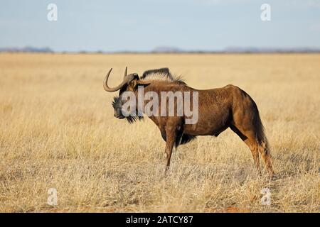 Un gnou noir (Connochaetes gnou) dans les prairies ouvertes, Mokala National Park, Afrique du Sud Banque D'Images