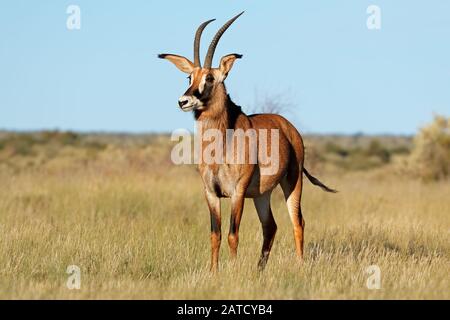 Un rare antilope rouanne (Hippotragus equinus) dans l'habitat naturel, l'Afrique du Sud Banque D'Images