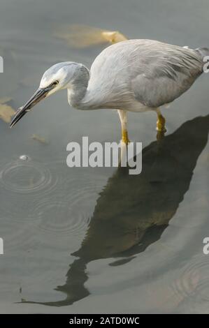 Heron à Face blanche avec de petites crevettes dans le bec qui traversent l'eau vivitreuse de Cairns, dans le Queensland. Banque D'Images