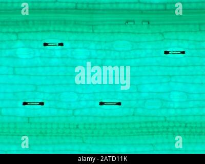 Blé (Triticum sp.) sous le microscope, montrant des cellules et des stomata, le champ de vision horizontal est d'environ 0,61 mm Banque D'Images