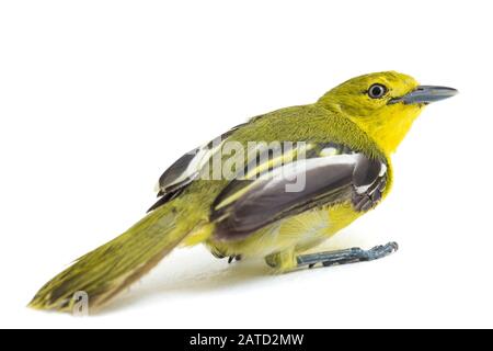 L'iora commun (Aegithina tiphia) isolé sur fond blanc Banque D'Images