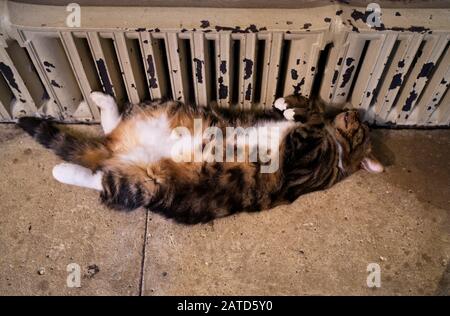 Un résident de la cathédrale de Wells tortoiseshell-et-blanc tabby chat endormi sur l'allée nord non dérangé par le public marchant près d'elle. Banque D'Images