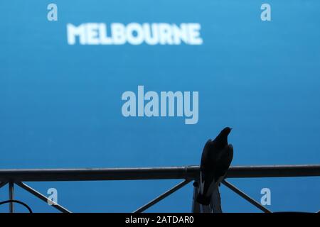 Melbourne, Australie. 2 février 2020. Un pigeon est vu avant la finale masculine des célibataires entre Novak Djokovic de Serbie et Dominic Thiem d'Autriche à l'Open d'Australie 2020 à Melbourne, en Australie, le 2 février 2020. Crédit: Bai Xuefei/Xinhua/Alay Live News Banque D'Images