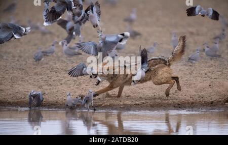 La chasse à la chasse à la chasse à la chasse à la chasse aux chasses noires est un trou d'eau en Afrique du Sud Banque D'Images