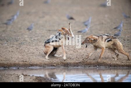 Deux jackals de dos noir qui combattent par un trou d'eau, l'Afrique du Sud Banque D'Images