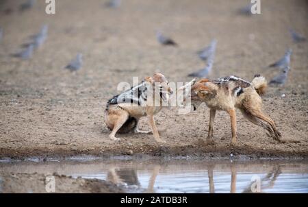 Deux jackals de dos noir qui combattent par un trou d'eau, l'Afrique du Sud Banque D'Images