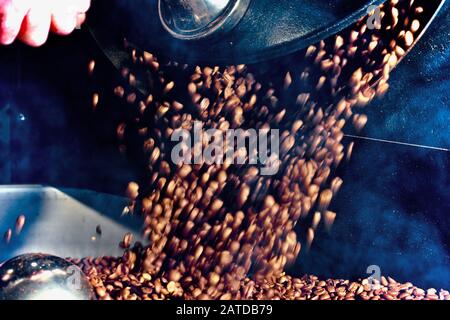 Grains de café fraîchement torréfiés versés à partir de la machine à rôtir Banque D'Images