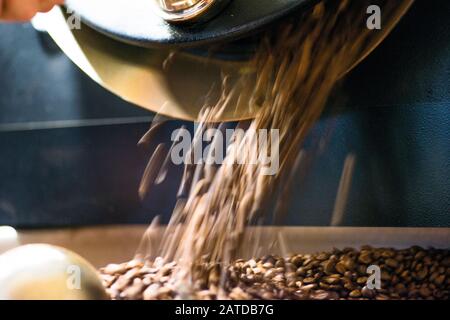 Grains de café fraîchement torréfiés versés à partir de la machine à rôtir Banque D'Images