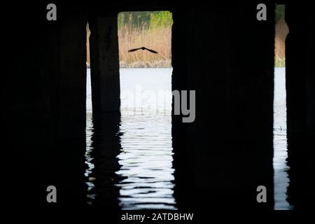 Un oiseau, volant sous le pont Banque D'Images