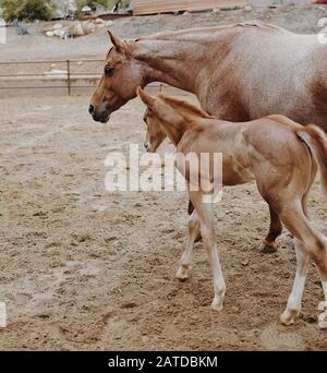 Cheval féminin marchant dans un paddock avec son ennemi, Californie, États-Unis Banque D'Images