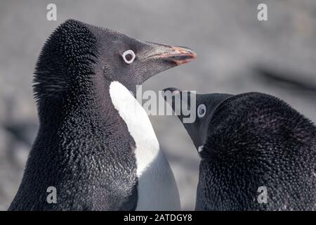 Un couple de pingouins d'Adelie interagissent dans la base d'Esperanza sur la péninsule Antarctique Banque D'Images