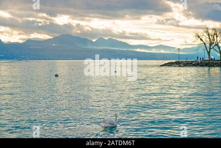 Quai de Lausanne du lac et du cygne de Genève Banque D'Images