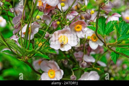 Fleurs roses du jardin de la vallée de Lauterbrunnen à Berne en Suisse Banque D'Images