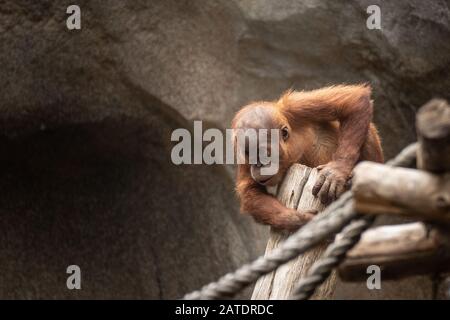 Bébé Orang-Utan Banque D'Images