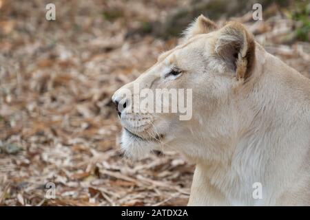 le lion féminin africain se détend et se couche sur le sol Banque D'Images