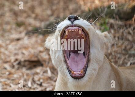 le lion féminin africain se détend et se couche sur le sol Banque D'Images