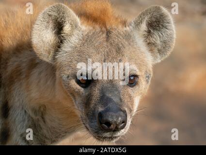 une hyène tachetée ou une hyène riant se rapproche Banque D'Images