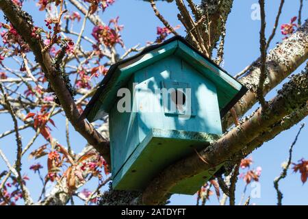 Maison verte à oiseaux dans un cerisier japonais dans un jardin à la fin de l'hiver Banque D'Images