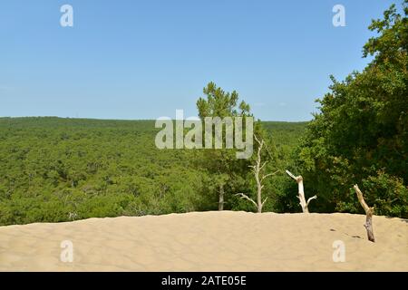 Célèbre Dune du Pilat et forêt de pins, situé à La Teste-de-Buch dans la région de la Baie d'Arcachon, dans le département de la Gironde et le sud-ouest de la France Banque D'Images