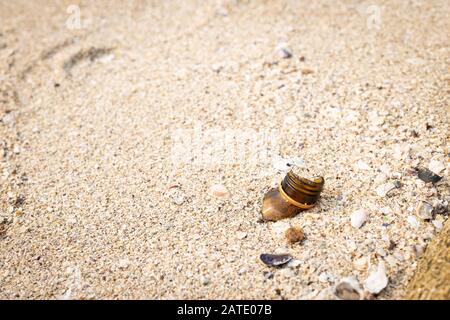 Flacon en verre ambré avec couvercle orange fixé par groupe de barnacles. Danger déchets sur la plage. Banque D'Images