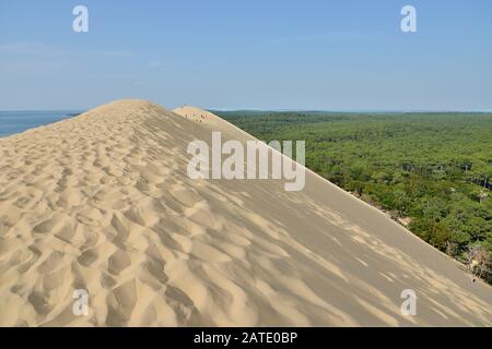 Célèbre Dune du Pilat et forêt de pins, situé à La Teste-de-Buch dans la région de la Baie d'Arcachon, dans le département de la Gironde et le sud-ouest de la France Banque D'Images