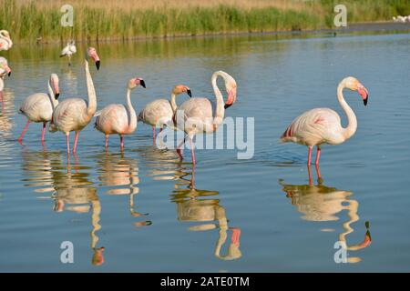 Groupe de flamants roses (Phoenicopterus ruber) marcher dans l'eau avec de grandes réflexions, dans la Camargue est une région naturelle située au sud d'Arles, France Banque D'Images