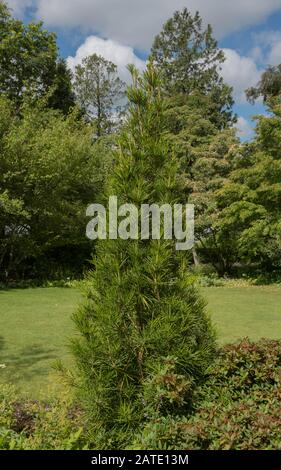 Foliage d'été de l'arbre de pin-parapluie japonais (Sciadopitys verticillata) dans un jardin dans le Devon rural, Angleterre, Royaume-Uni Banque D'Images