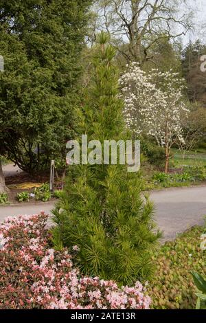 Foliage d'été de l'arbre de pin-parapluie japonais (Sciadopitys verticillata) dans un jardin dans le Devon rural, Angleterre, Royaume-Uni Banque D'Images