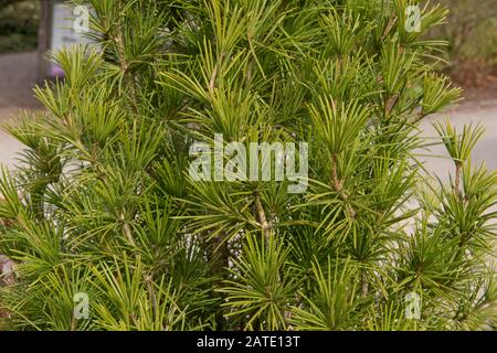 Foliage d'été de l'arbre de pin-parapluie japonais (Sciadopitys verticillata) dans un jardin dans le Devon rural, Angleterre, Royaume-Uni Banque D'Images