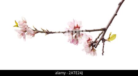 Horticulture de Gran Canaria - fleurs d'amandes isolées sur blanc Banque D'Images