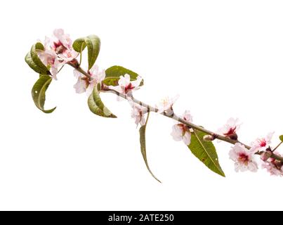 Horticulture de Gran Canaria - fleurs d'amandes isolées sur blanc Banque D'Images