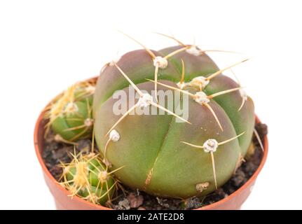 petit cactus vert avec plusieurs décalages isolés sur blanc Banque D'Images