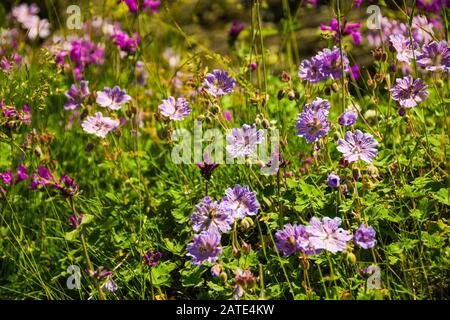 Magnifique pré d'été dans les montagnes du Caucase plein de fleurs sauvages pourpres dans le Haut-Svaneti, Géorgie. Banque D'Images