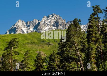 Crête rocheuse du mont Ushba montrant derrière les pins et les pentes herbeuses des zones altitudinales inférieures des montagnes du Caucase. Svaneti, Géorgie. Banque D'Images