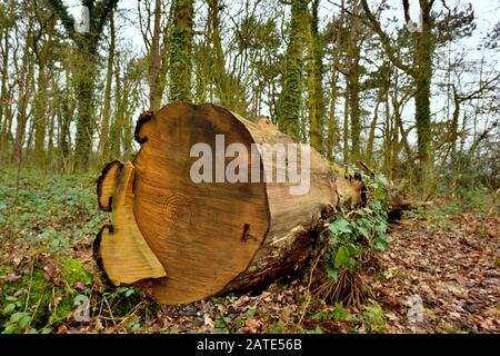 Grand tronc d'arbre mort tombé dans une zone forestière Royaume-Uni Banque D'Images