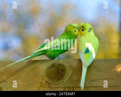 Deux bourgeons (Melopsittacus undulatus) perchés et vus de profil face à face Banque D'Images