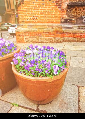Viola tricolore fleurs dans des parterres fleuries dans la rue au printemps Wroclaw Banque D'Images