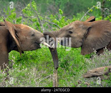 Deux jeunes éléphants de taureaux jouent dans la lutte. Parc National De Tsavo East, Kenya. (Loxodonta africana) Banque D'Images