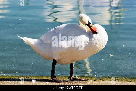 Cygne blanc sur la promenade du lac de Genève à Lausanne Banque D'Images