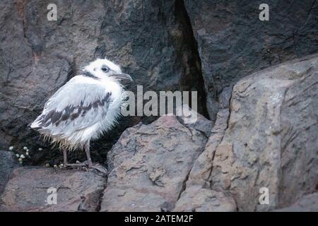 Une jeune poussette de kittiwake (Rissa tridactyla) attend sur la corniche rocheuse que ses parents retournent au nid pour l'alimenter Banque D'Images